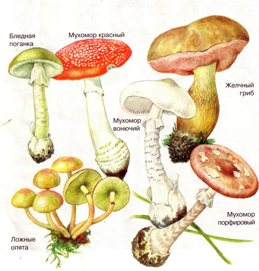 Как из грибов сделать наркотик список запрещенных к ввозу товаров в россию
